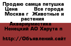 Продаю самца петушка › Цена ­ 700 - Все города, Москва г. Животные и растения » Аквариумистика   . Ненецкий АО,Харута п.